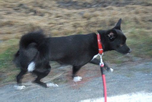 姫の期待（今朝も行くでしゅね？）