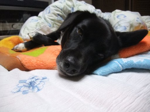 霜月（１１月）