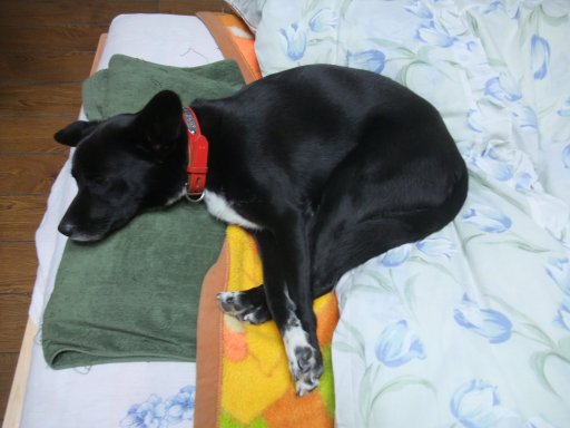 姫のふとん事情