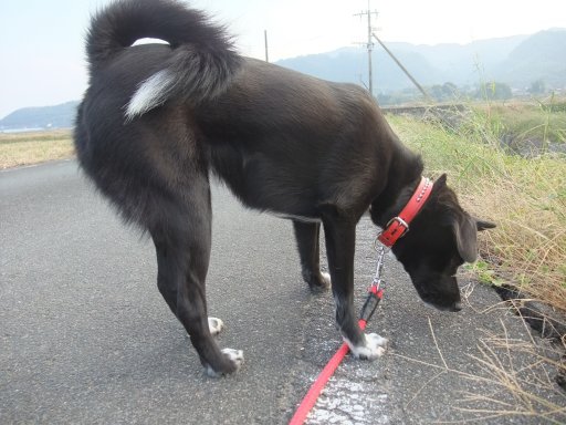 考エル（姫の休日）