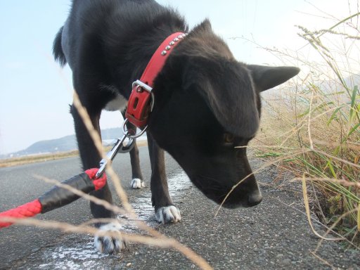 ファイル 294-3.jpg