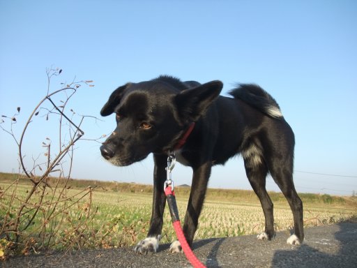 公役(くやく）　～ある田舎事情～