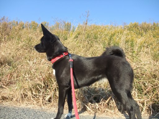 ファイル 305-2.jpg