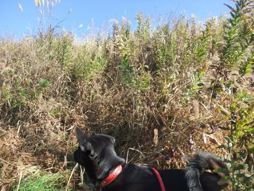 イヴ姫とエル兄ちゃん