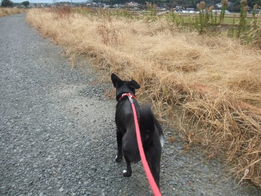 ＤＩＹのこころ