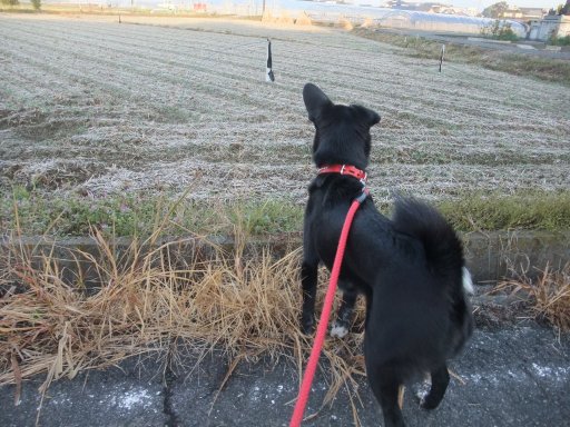 ウォーキング日和