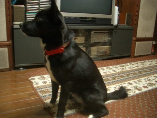 イヴ姫　１２．１ｋｇ