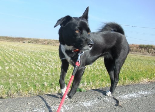 もういくつ寝ると