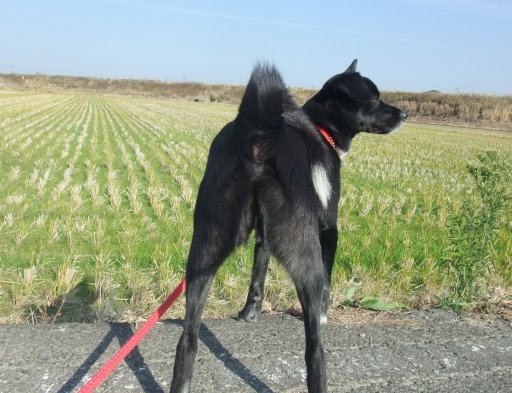 ファイル 333-2.jpg