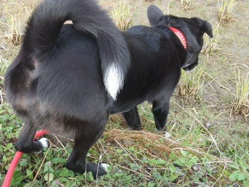 イヴ姫　１２．３ｋｇ　飼い主．．．