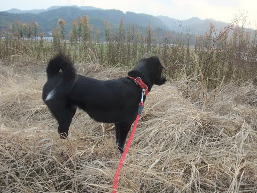 ファイル 352-2.jpg