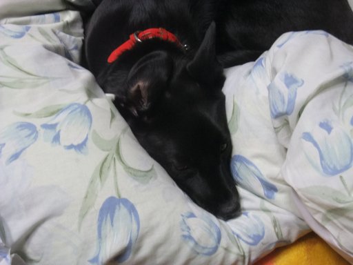 いいワンワンの日（？）