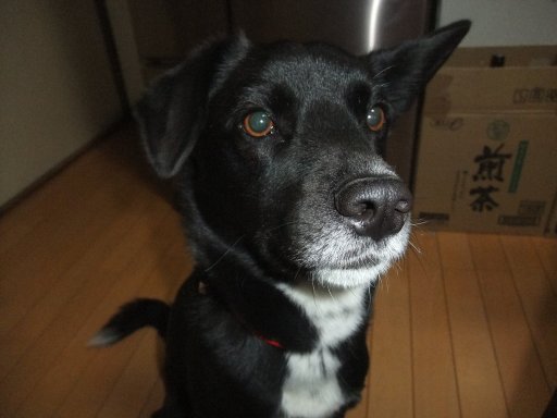 待ち（デザートは林檎でしゅ編）