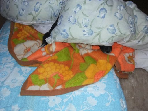 追いはぎ犯イヴ姫