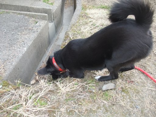 ファイル 375-2.jpg