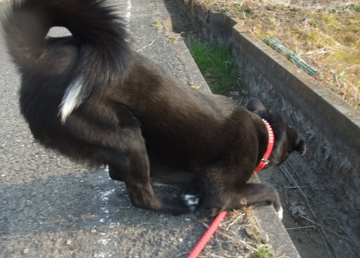 ファイル 375-4.jpg