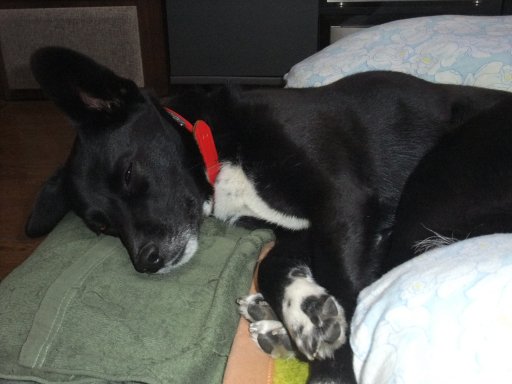 お先するでしゅ