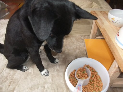 姫の晩ご飯事情