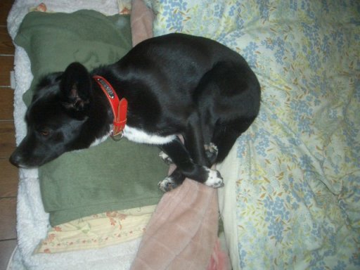 くたびれたでしゅ