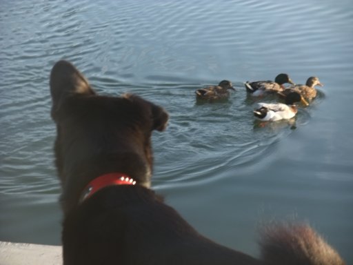 ファイル 396-2.jpg