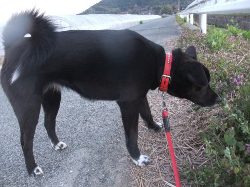 姫のくんくんタイム