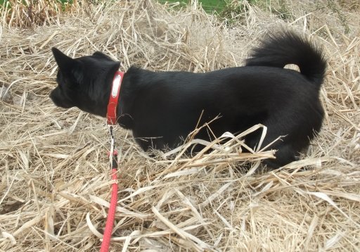 ファイル 406-2.jpg