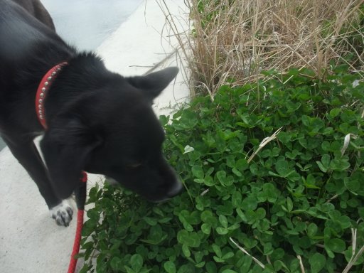 ファイル 406-3.jpg