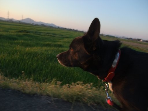 夕陽に向かって