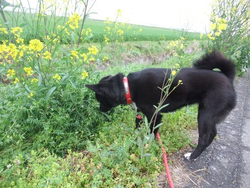 ファイル 426-2.jpg