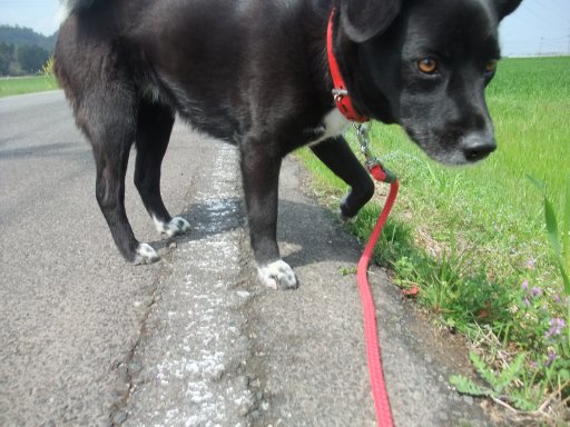 ファイル 426-3.jpg