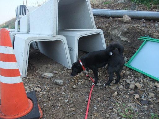 阿蘇へ阿蘇へと草木もなびくよ