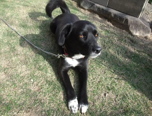 ファイル 427-4.jpg