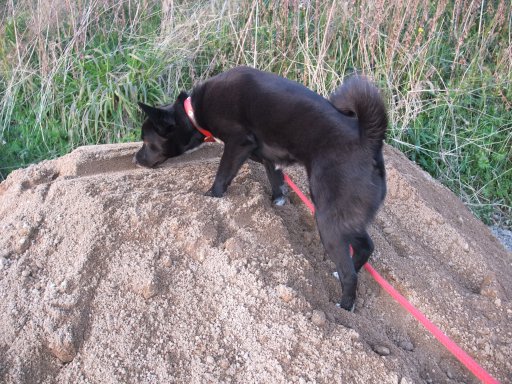 ファイル 429-2.jpg