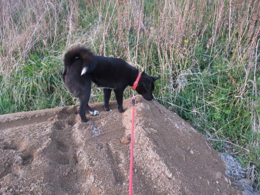 ファイル 429-3.jpg