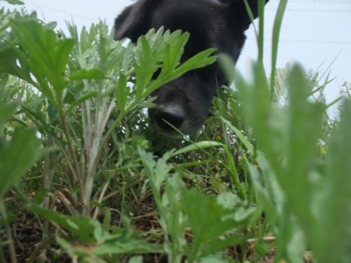 ファイル 433-3.jpg