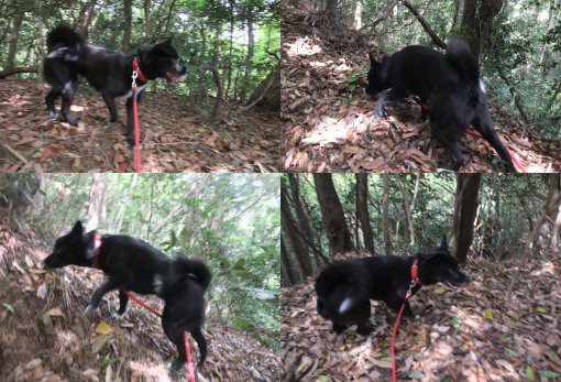 ファイル 447-2.jpg