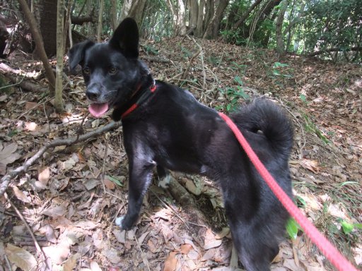 ファイル 447-4.jpg