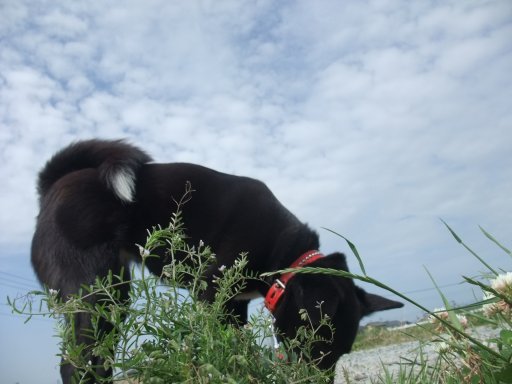 ごろねんウィーク（ちまき＆かしわ餅）
