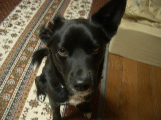 夜もお留守ワン