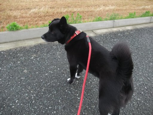 ファイル 453-2.jpg