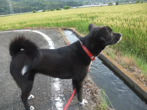 ファイル 455-2.jpg