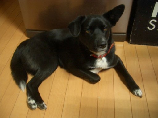 夜もお留守ワン2