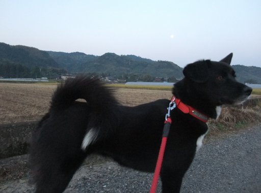 ファイル 460-2.jpg