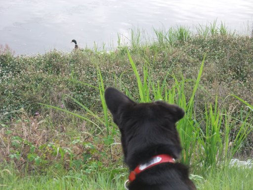 ファイル 462-2.jpg