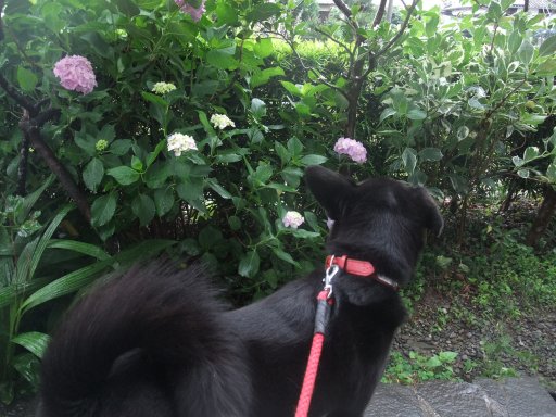 梅雨　～紫陽花～