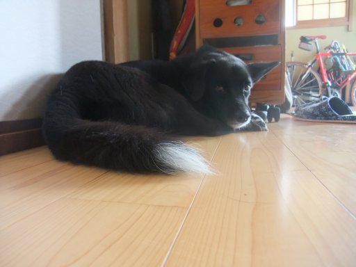 お散歩日和（？）