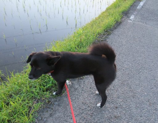 早起きは何文の得？