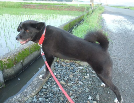 ファイル 514-2.jpg