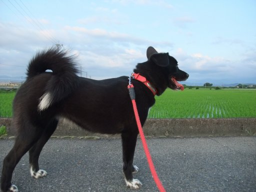 ファイル 515-2.jpg