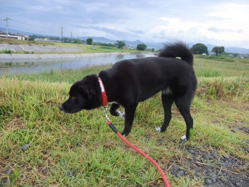 イヴ姫　１３．１ｋｇ